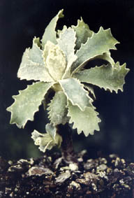 Primula marginata 'forme collectée'